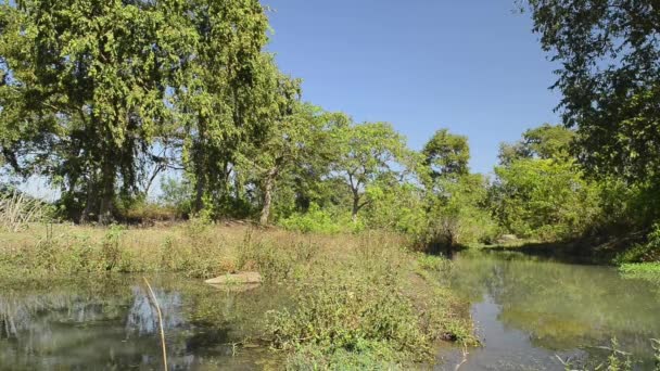 Vackra river National Park, Indien — Stockvideo