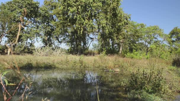 Beautiful river National Park, India — Stock Video