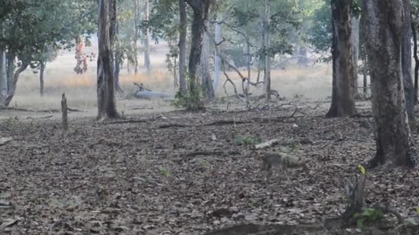 Индийский шакал прогулка внутри национального парка дикой природы — стоковое видео
