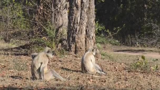 Langur szary znany również jako Hanuman Langur w Park Narodowy w Indiach — Wideo stockowe