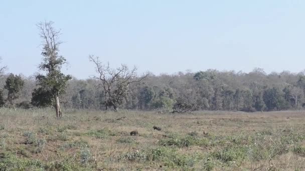 Javali indiano na floresta no parque nacional na Índia — Vídeo de Stock