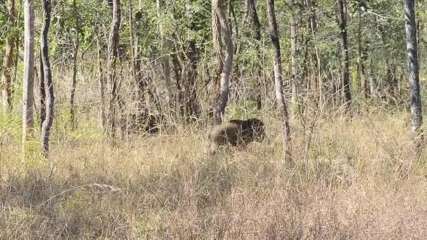 인도 있는 국립 공원에서 숲에 인도 멧돼지 — 비디오
