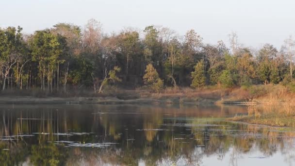 Paisaje forestal con lago en el parque nacional en la India — Vídeo de stock