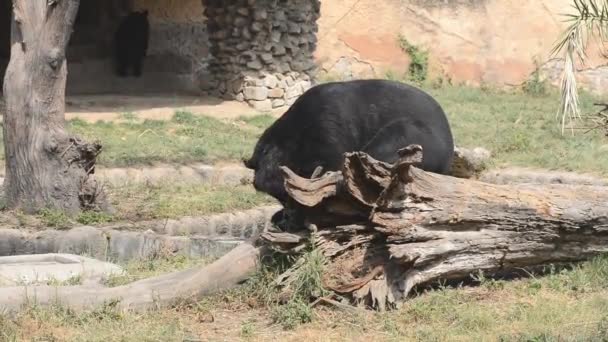 Um urso da preguiça no jardim zoológico em Nova Deli, Índia — Vídeo de Stock