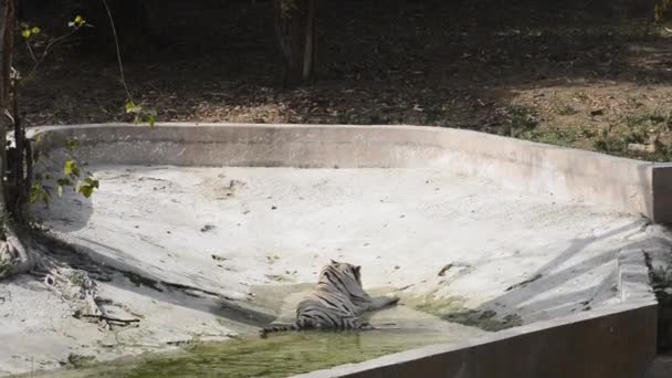 Λευκή τίγρη της Βεγγάλης στο ζωολογικό κήπο: Νέο Δελχί, Ινδία. — Αρχείο Βίντεο