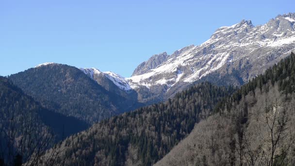 Alberi nella foresta, montagna Abkhazia — Video Stock