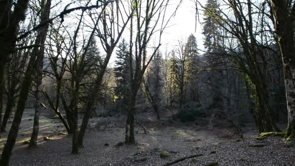 Bomen in het bos, berg Abchazië — Stockvideo