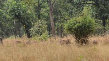 Benekli geyik eksen eksen Ulusal Park, Hindistan