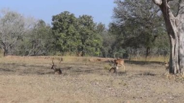 Benekli geyik eksen eksen Ulusal Park, Hindistan