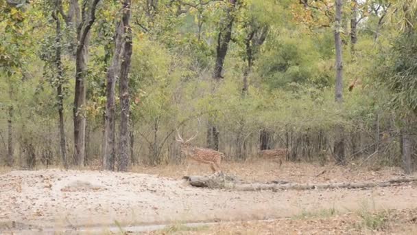 Benekli geyik eksen eksen Ulusal Park, Hindistan — Stok video