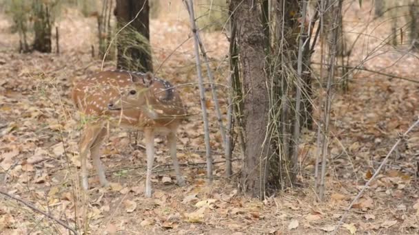 Cerf tacheté Axe de l'axe Parc national, Inde — Video