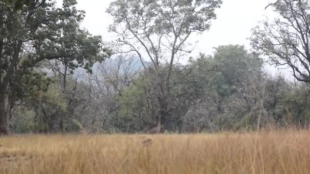 Pettyes szarvas tengely tengely Nemzeti Park, India — Stock videók