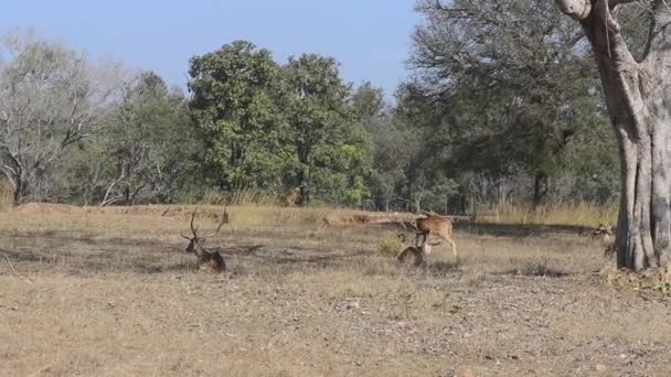 Veado manchado Eixo Parque Nacional, Índia — Vídeo de Stock