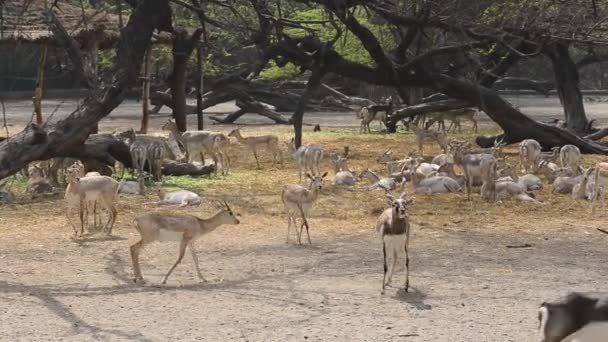 Benekli geyik eksen Yeni Delhi Hayvanat Bahçesi, Hindistan — Stok video