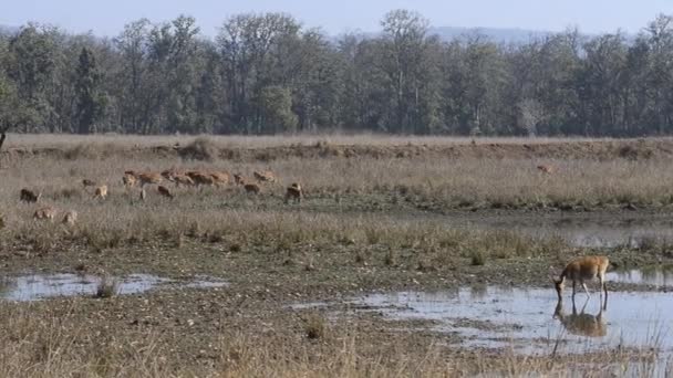 Fläckig hjort axel axel National Park, Indien — Stockvideo