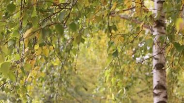 Parkta sonbaharında renkli yaprakları