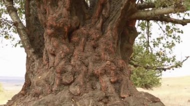 Eski kavak ağacının gövde, kök ve şubeleri