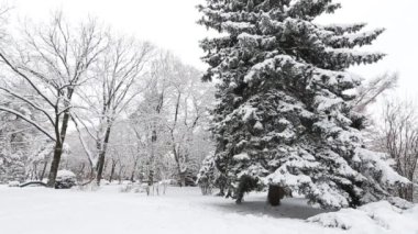 Kış köknar dalı hoarfrost ve kar yağışı ile