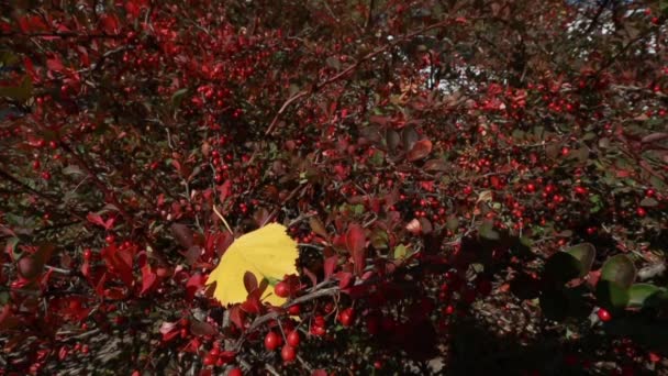 Feuilles colorées à l'automne dans le parc — Video