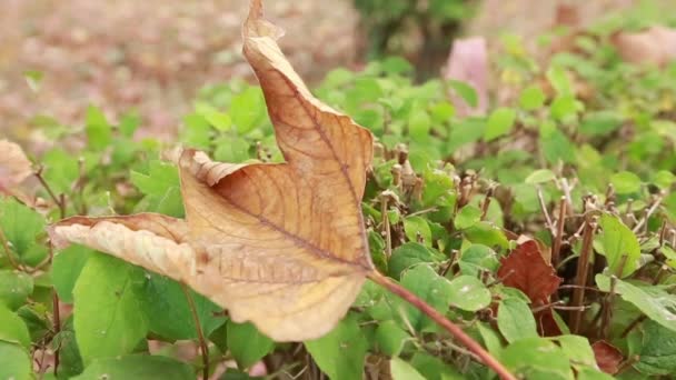 Foglie colorate in autunno nel parco — Video Stock