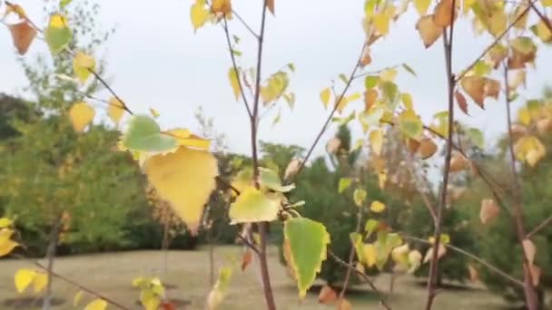 Πολύχρωμα φύλλα το φθινόπωρο στο πάρκο — Αρχείο Βίντεο