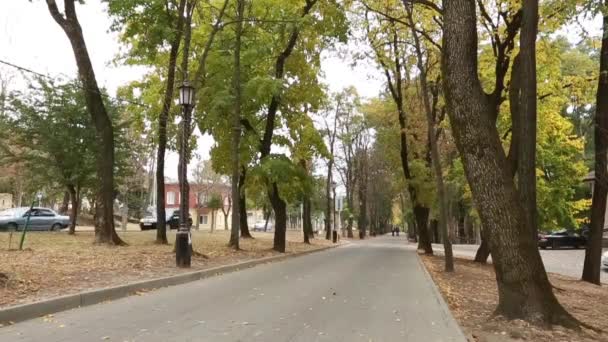 Цветные листья осенью в парке — стоковое видео