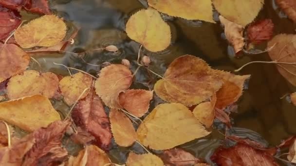 Feuilles colorées à l'automne dans le parc — Video