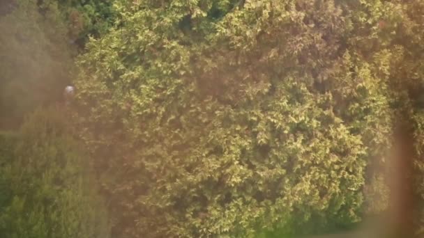 Πολύχρωμα φύλλα το φθινόπωρο στο πάρκο — Αρχείο Βίντεο