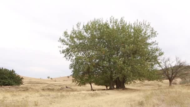 Starý kmen stromu osika, kořeny a větve — Stock video