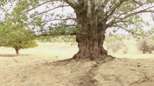 Старая осина ствол дерева, корни и ветви — стоковое видео