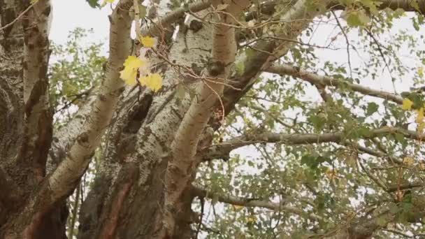 Old aspen tree trunk, roots and branches — Stock Video