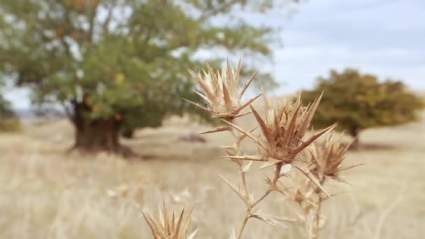 Antiguo tronco de álamo, raíces y ramas — Vídeos de Stock