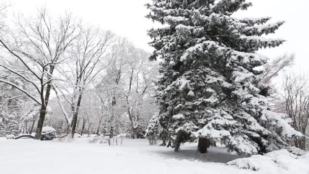 Зимняя елка с инеем и снегопадом — стоковое видео