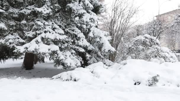 Ramo de abeto de inverno com geada e nevasca — Vídeo de Stock