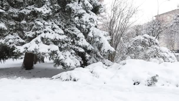 Wintertannenzweig mit Raureif und Schneefall — Stockvideo