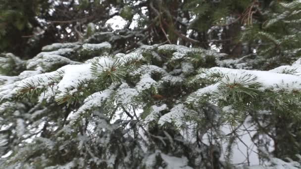 Branche de sapin d'hiver avec givre et chutes de neige — Video