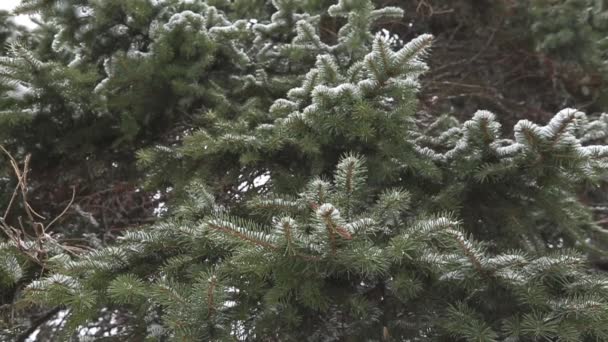 Wunderschöne Winterlandschaft Mit Schneebedeckten Bäumen — Stockvideo