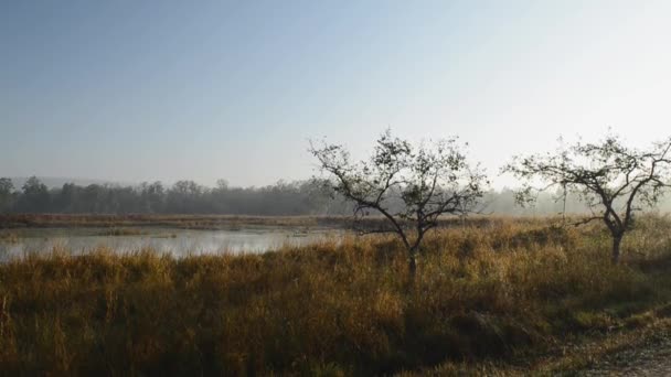 Hermoso paisaje con lago en el parque nacional en la India — Vídeos de Stock