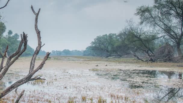 Национальный Парк Кеоладео Бхаратпур Раджастан Индия — стоковое видео
