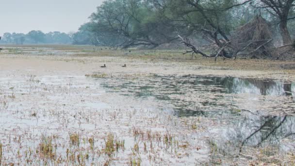 Красиве озеро в keolado Національний парк, Індія — стокове відео