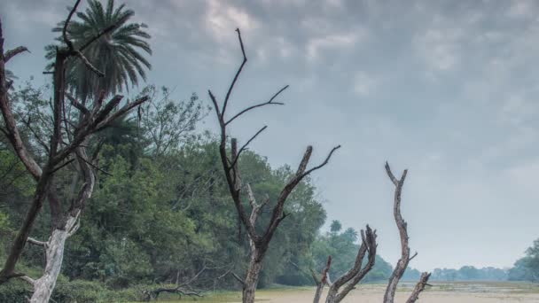 Bellissimo lago nel parco nazionale Keolado, India — Video Stock