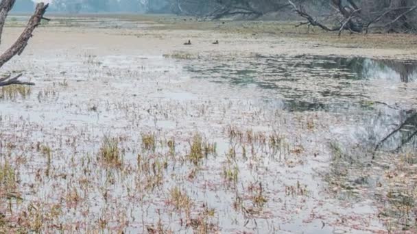 Красивое озеро в Национальном парке Кеоладо, Индия — стоковое видео