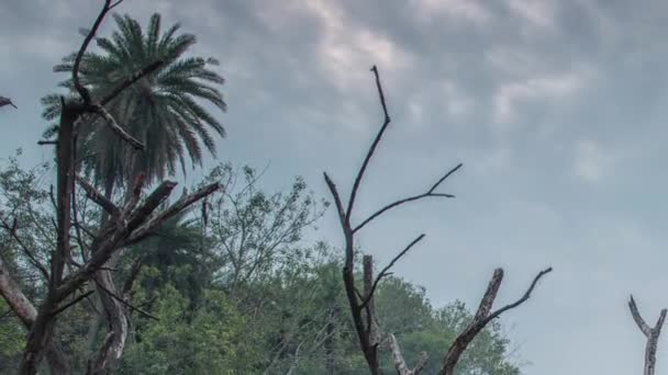 Bellissimo lago nel parco nazionale Keolado, India — Video Stock