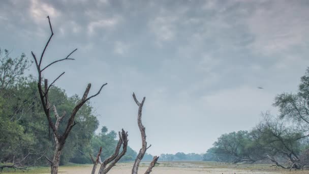 Bellissimo lago nel parco nazionale Keolado, India — Video Stock