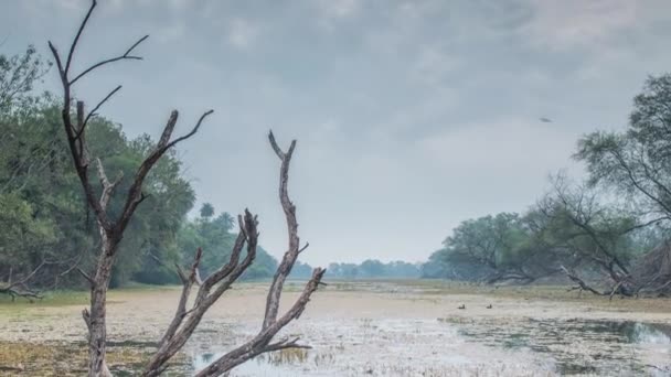 Bellissimo lago nel parco nazionale Keolado, India — Video Stock