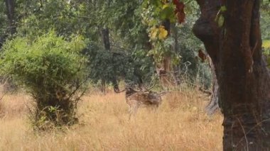 Benekli geyik eksen eksen Ulusal Park, Hindistan
