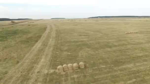 Воздушные кадры травяного ландшафта, обрабатываемого фермером, косили и собирали всю траву, используемую им, и сушили ее для использования в зимнее время. Russia, Saint-Petersburg . — стоковое видео