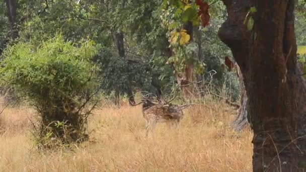 Benekli geyik eksen eksen Ulusal Park, Hindistan — Stok video