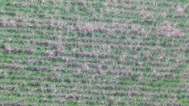 Un campo de agricultura verde — Vídeos de Stock