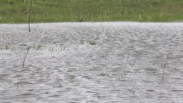 Wetlands in agriculture after heavy rain in the spring. Russie . — Video